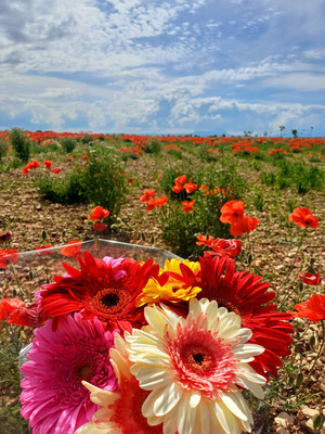 Купить  участок